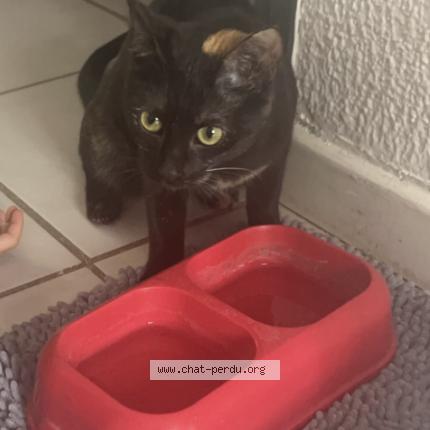 Foto 1/1 Nouilla Chat perdido en Castries