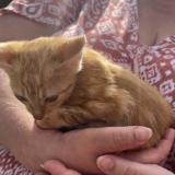 Foto del gato perdido en Chamigny