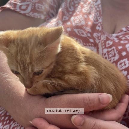 Foto 1/1 O’malley Chat perdido en Chamigny