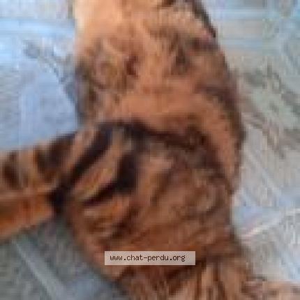 Foto 1/1 salsa Chat perdido en Aze