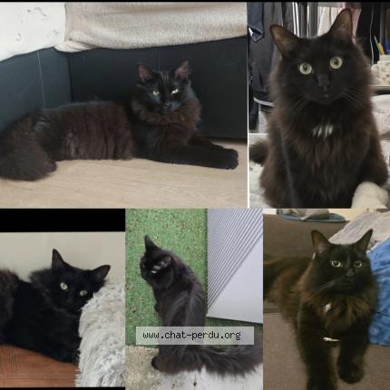 Foto 1/1 Scrat Chat perdido en Gentilly