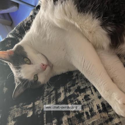 Foto 1/1 SHERLOCK Chat perdido en Lyon