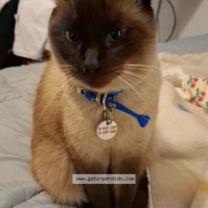 Foto 1/1 Momo Chat perdido en Caba