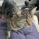 Foto del gato perdido en Saint Andre Des Eaux