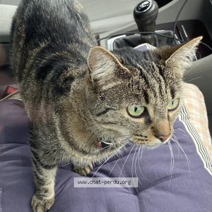 Foto 1/1 Titoune Chat perdido en Saint andre des eaux