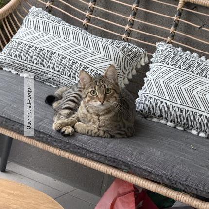 Foto 1/1 SIMBA Chat perdido en Domene