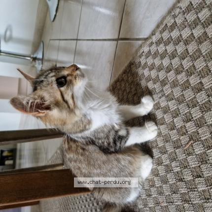 Foto 1/1 Gato encontrado Encontrado en Saucats