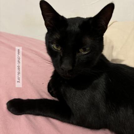 Foto 1/1 Shiva Chat perdido en Avignon