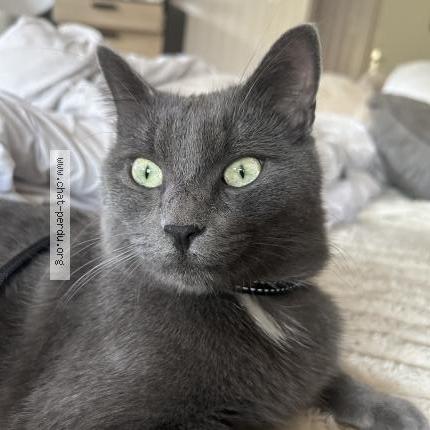 Foto 1/1 Blacky Chat perdido en Saint cergues