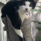 Foto del gato perdido en Toulouse