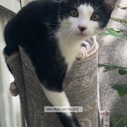 Foto 1/1 Asics Chat perdido en Toulouse