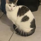 Foto del gato perdido en Savigny Le Temple