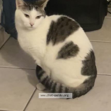 Foto 1/1 Ma fille Chat perdido en Savigny le temple