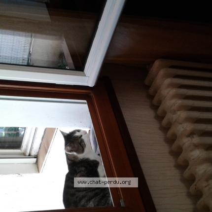 Foto 1/1 Gato encontrado Encontrado en Toulouse