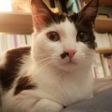 Foto del gato perdido en 44000 Nantes