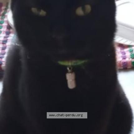 Foto 1/1 Billy Chat perdido en Niort