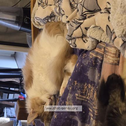 Foto 1/1 Rebelle Chat perdido en Hermival les vaux