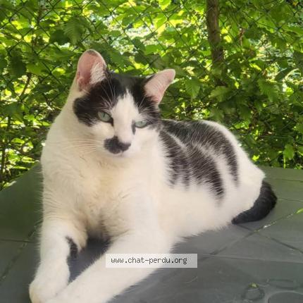 Foto 1/1 Maykup Chat perdido en Lavergne