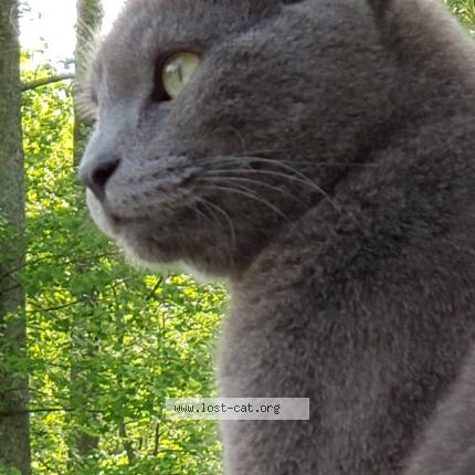 Foto 1/1 Tom Chat perdido en Marietta