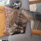 Foto del gato perdido en 44100 Nantes