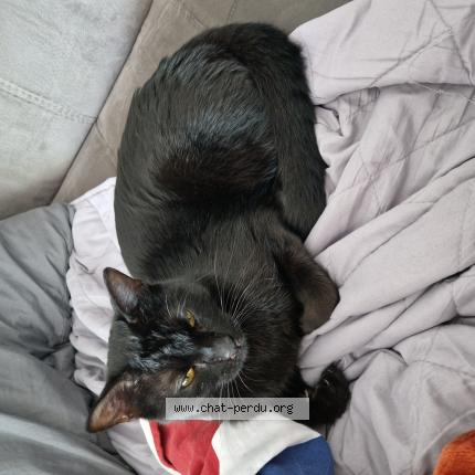 Foto 1/1 Gato encontrado Encontrado en Gap