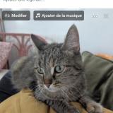Foto del gato perdido en Angers