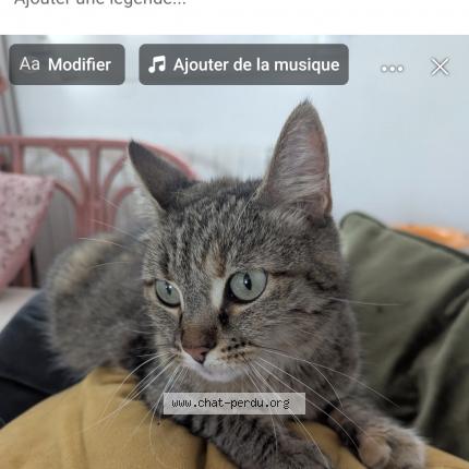 Foto 1/1 Yoko Chat perdido en Angers