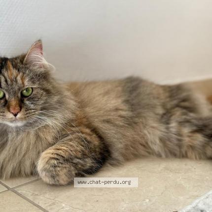 Foto 1/1 Hannah Chat perdido en Woluwe saint lambert