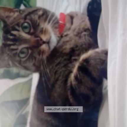 Foto 1/1 Eliot Chat perdido en Entre generac et milhaud