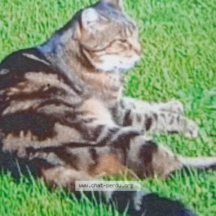 Foto 1/1 HIPPY Chat perdido en Martigny