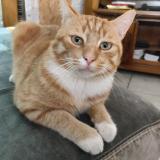 Foto del gato perdido en La Plaine