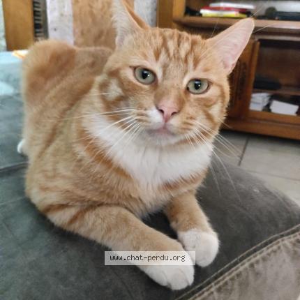 Foto 1/1 Rouky Chat perdido en La plaine