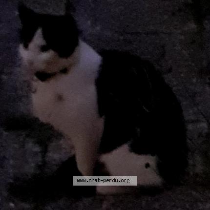 Foto 1/1 Gato encontrado Encontrado en Paris