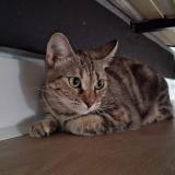 Foto del gato perdido en Nantes