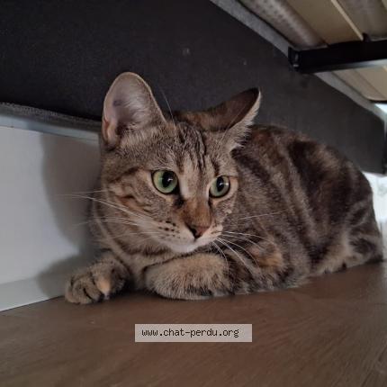 Foto 1/1 Maya_Azilys Chat perdido en Nantes