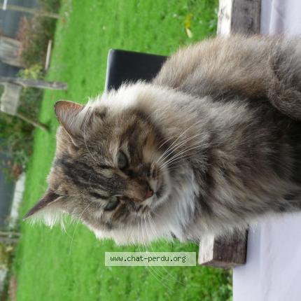 Foto 1/1 minione Chat perdido en Sainte anne sur brivet