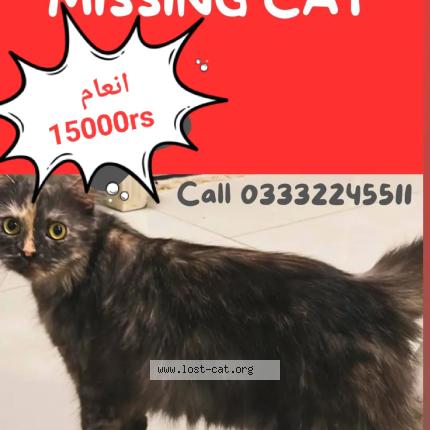 Foto 1/1 Gullu Chat perdido en Islamabad