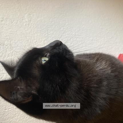 Foto 1/1 Samba Chat perdido en Saint cyr sur mer