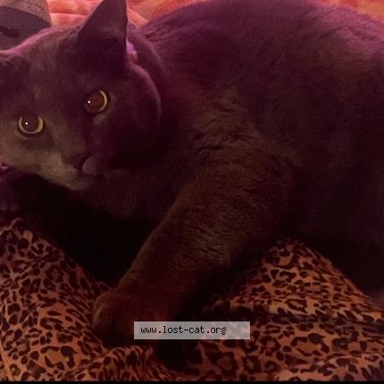 Foto 1/1 Charlie Chat perdido en Ottawa