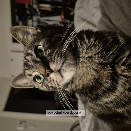 Foto 1/1 Isaac Chat perdido en Mirabel