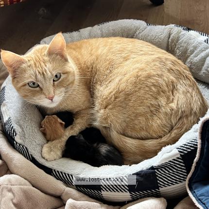 Foto 1/1 Tomato Chat perdido en Frederick