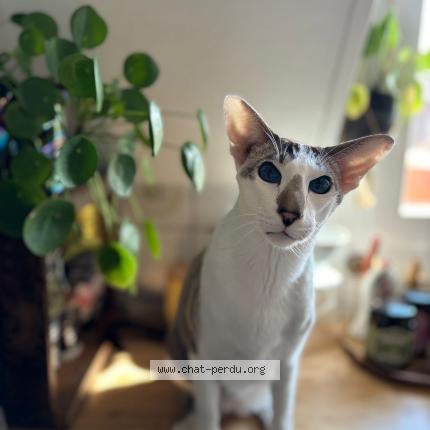 Foto 1/1 Willy Chat perdido en St saphorin