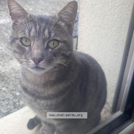 Foto 1/1 Gato encontrado Encontrado en Vert saint denis