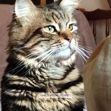 Foto 1/1 Marley Chat perdido en Beziers