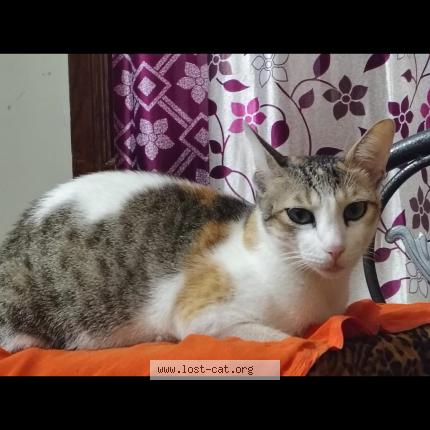 Foto 1/1 Style Chat perdido en Davangere