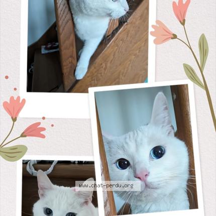 Foto 1/1 Penny Chat perdido en Toulouse