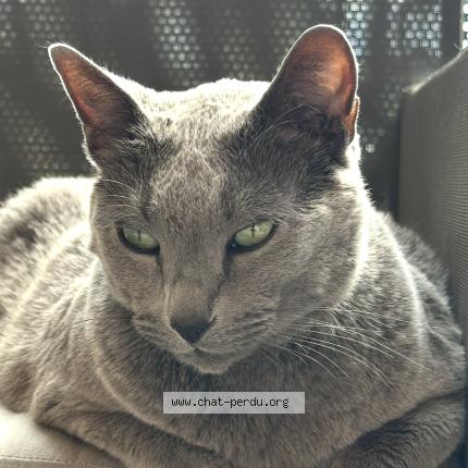 Foto 1/1 Ido Chat perdido en Le pecq