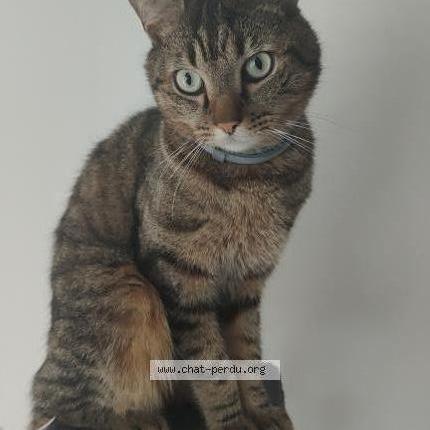 Foto 1/1 Alpha Chat perdido en Haveluy