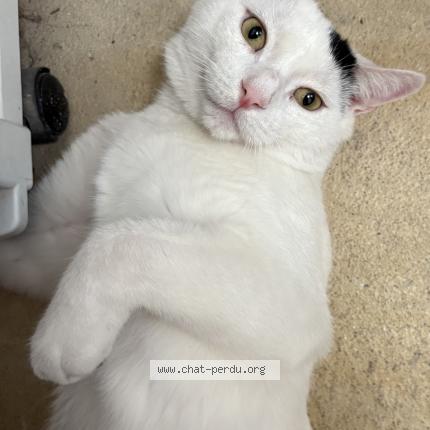 Foto 2/2 OREO Chat perdido en Saint jerome