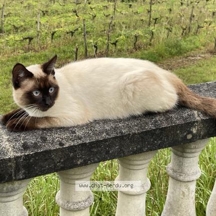 Foto 1/1 Ylios Chat perdido en Fronsac